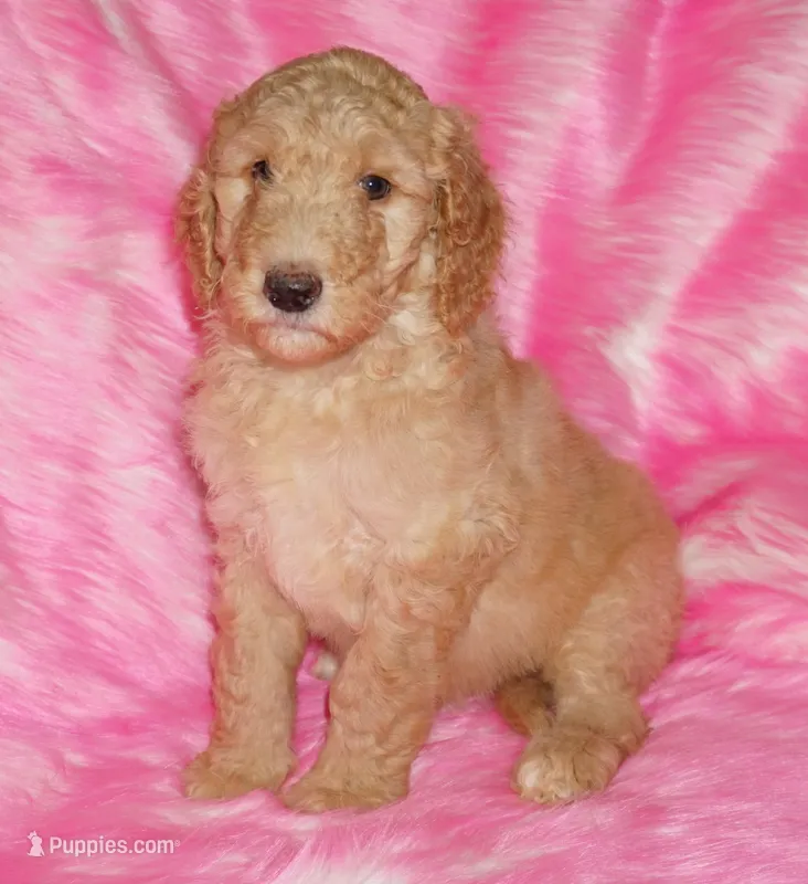SALE light ap 1 – Labradoodle puppy for sale in La Habra, CA