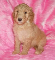 SALE light ap 1, a female Labradoodle for sale in La Habra, CA – Photo 3 of 9