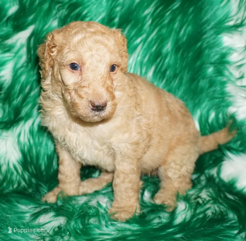 SALE light ap 1 – Labradoodle puppy for sale in La Habra, CA