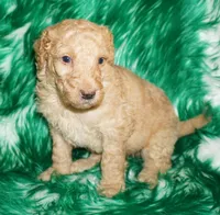 SALE light ap 1, a female Labradoodle for sale in La Habra, CA – Photo 6 of 9