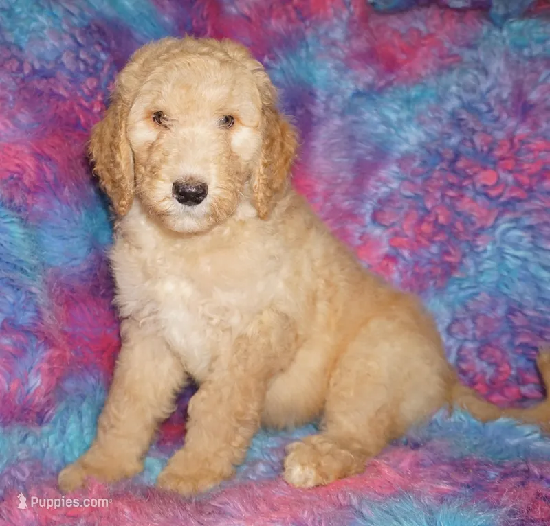 SALE light ap 1 – Labradoodle puppy for sale in La Habra, CA