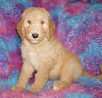 SALE light ap 1, a female Labradoodle for sale in La Habra, CA – Photo 1 of 9