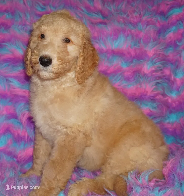 SALE light ap 1 – Labradoodle puppy for sale in La Habra, CA