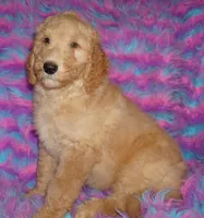 SALE light ap 1, a female Labradoodle for sale in La Habra, CA – 1 of 10