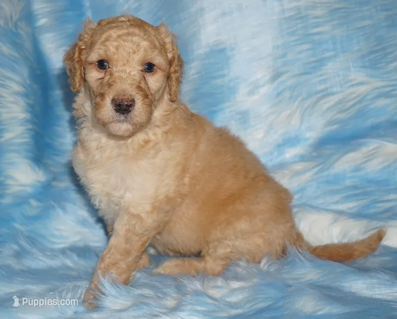 SALE light ap 1 – Labradoodle puppy for sale in La Habra, CA