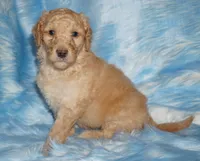 SALE light ap 1, a female Labradoodle for sale in La Habra, CA – Photo 5 of 9