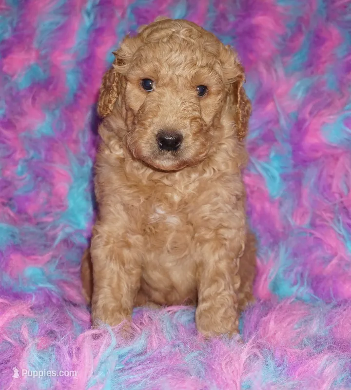 SALE- dark apricot boy