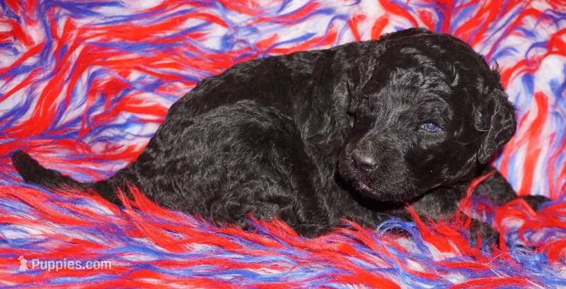 black 2 – Labradoodle puppy for sale in La Habra, CA