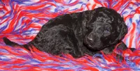 black 2 SALE, a male Labradoodle for sale in La Habra, CA – 2 of 4