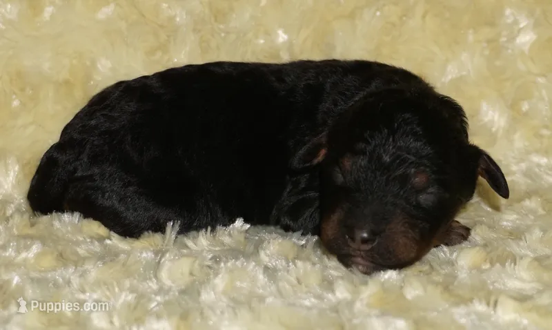 medium multigen phantom – Labradoodle puppy for sale in La Habra, CA