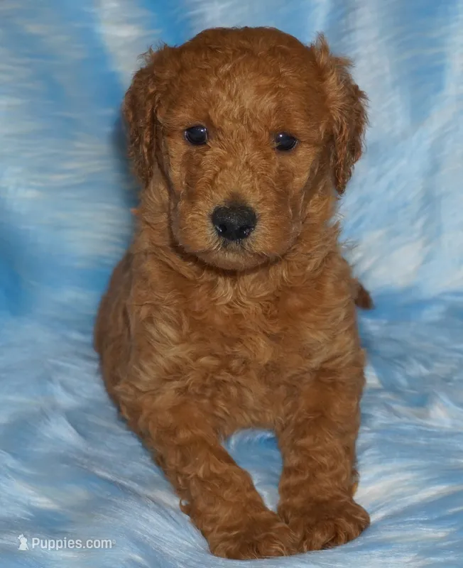 red – Labradoodle puppy for sale in La Habra, CA
