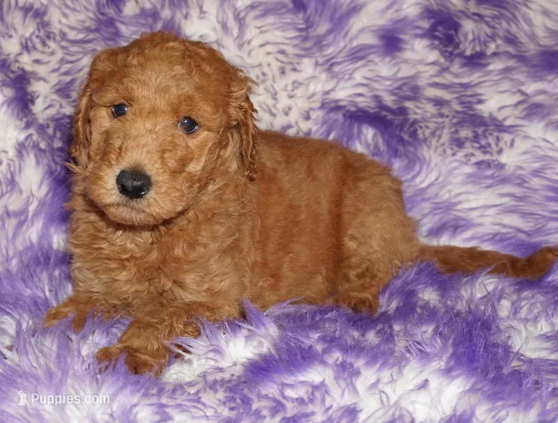 SALE-red – Labradoodle puppy for sale in La Habra, CA