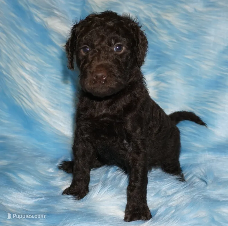 SALE medium multigen chocolate – Labradoodle puppy for sale in La Habra, CA