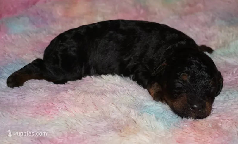 medium multigen phantom – Labradoodle puppy for sale in La Habra, CA
