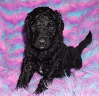 black 2 SALE, a male Labradoodle for sale in La Habra, CA – 2 of 6