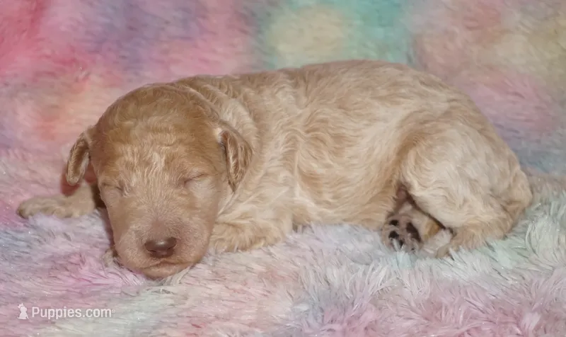 medium multigen apricot – Labradoodle puppy for sale in La Habra, CA