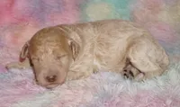 SALE-medium multigen apricot, a female Labradoodle for sale in La Habra, CA – 5 of 7