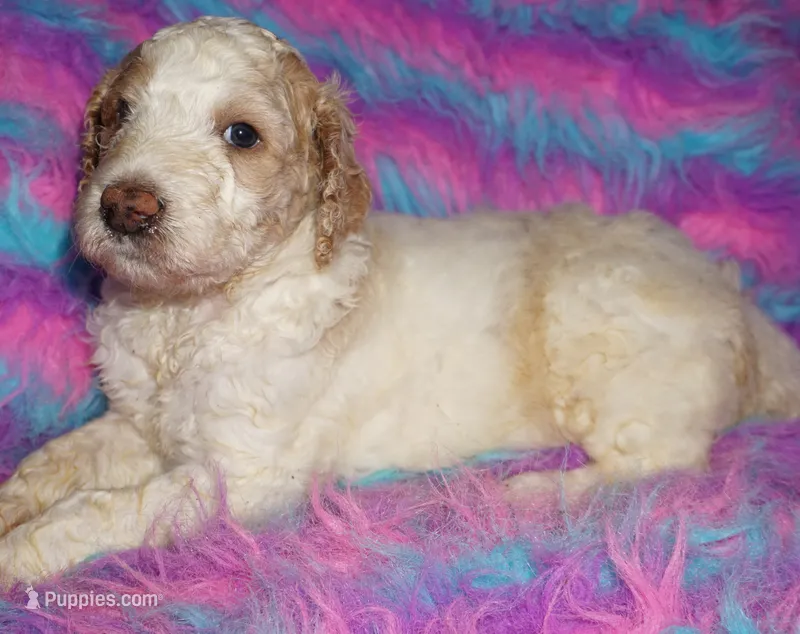SALE parti boy – Labradoodle puppy for sale in La Habra, CA