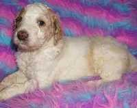 SALE parti boy, a male Labradoodle for sale in La Habra, CA – 1 of 5