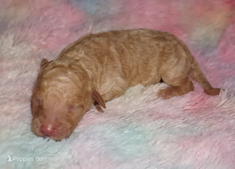 apricot boy – Labradoodle puppy for sale in La Habra, CA