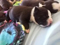 None, a female American Pit Bull Terrier for sale in Los Angeles, CA – Photo 1 of 10