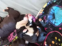 None, a female American Pit Bull Terrier for sale in Los Angeles, CA – Photo 9 of 10