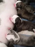 None, a female American Pit Bull Terrier for sale in Los Angeles, CA – Photo 2 of 10