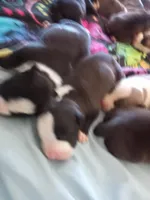 None, a female American Pit Bull Terrier for sale in Los Angeles, CA – Photo 8 of 10