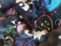 None, a female American Pit Bull Terrier for sale in Los Angeles, CA – Photo 10 of 10