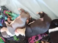 None, a female American Pit Bull Terrier for sale in Los Angeles, CA – Photo 5 of 10