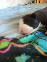 None, a female American Pit Bull Terrier for sale in Los Angeles, CA – Photo 7 of 10