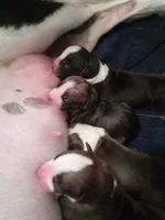 None, a female American Pit Bull Terrier for sale in Los Angeles, CA – Photo 4 of 10