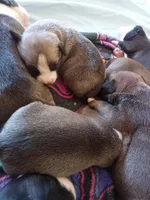 None, a male American Pit Bull Terrier for sale in Los Angeles, CA – Photo 3 of 5