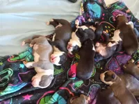 None, a male American Pit Bull Terrier for sale in Los Angeles, CA – Photo 5 of 5