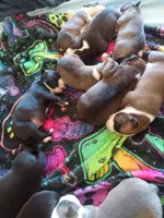 None, a male American Pit Bull Terrier for sale in Los Angeles, CA – Photo 2 of 5