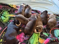 None, a male American Pit Bull Terrier for sale in Los Angeles, CA – Photo 4 of 5