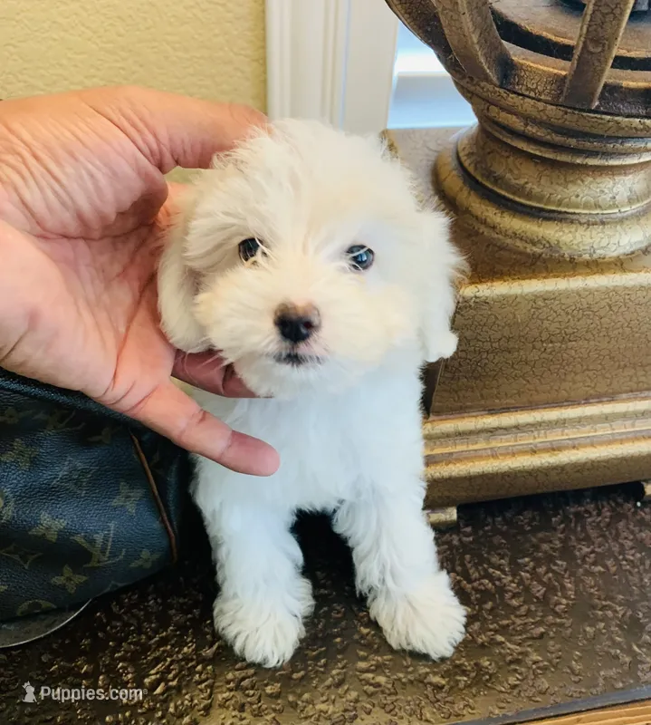 BUDDY – Maltipoo, Maltese puppy for sale in San Diego, CA
