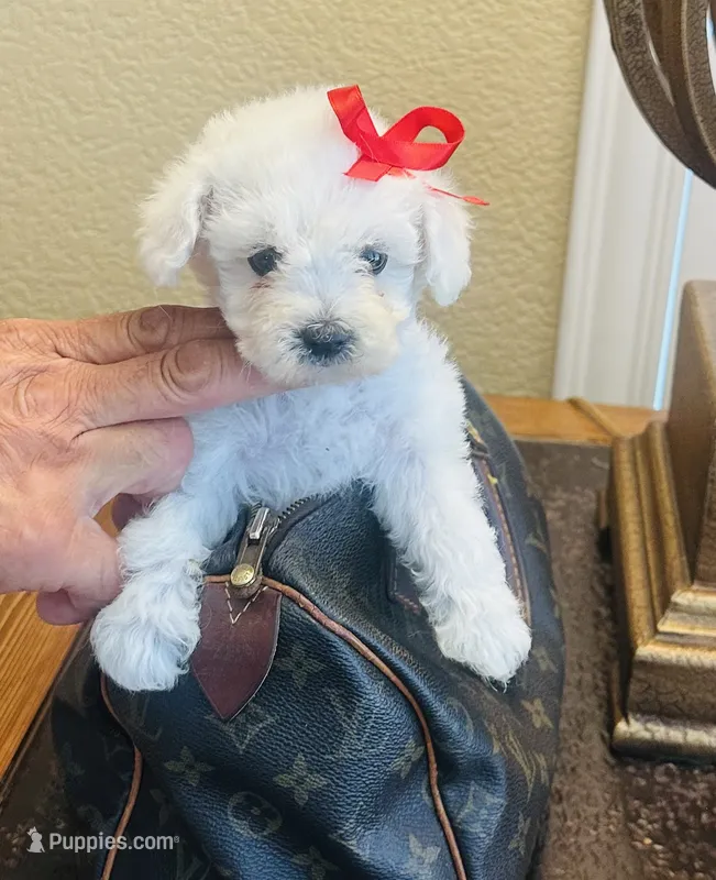 precious  – Maltipoo, Poodle - Toy  puppy for sale in San Diego, CA