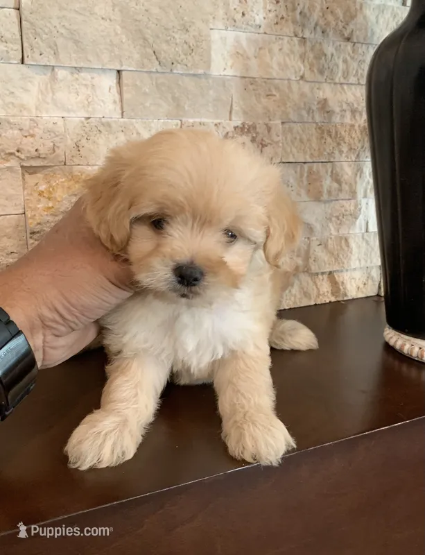 Coco – Maltipoo puppy for sale in San Diego Country Estates, CA