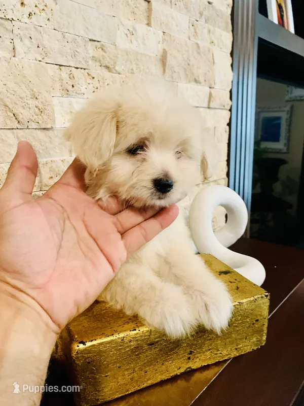 No Name Yet – Maltipoo, Maltese puppy for sale in San Diego, CA