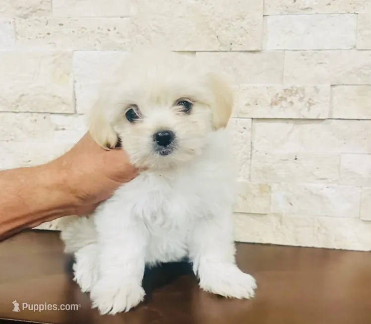 FLUFFY  – Maltipoo puppy for sale in San Diego Country Estates, CA