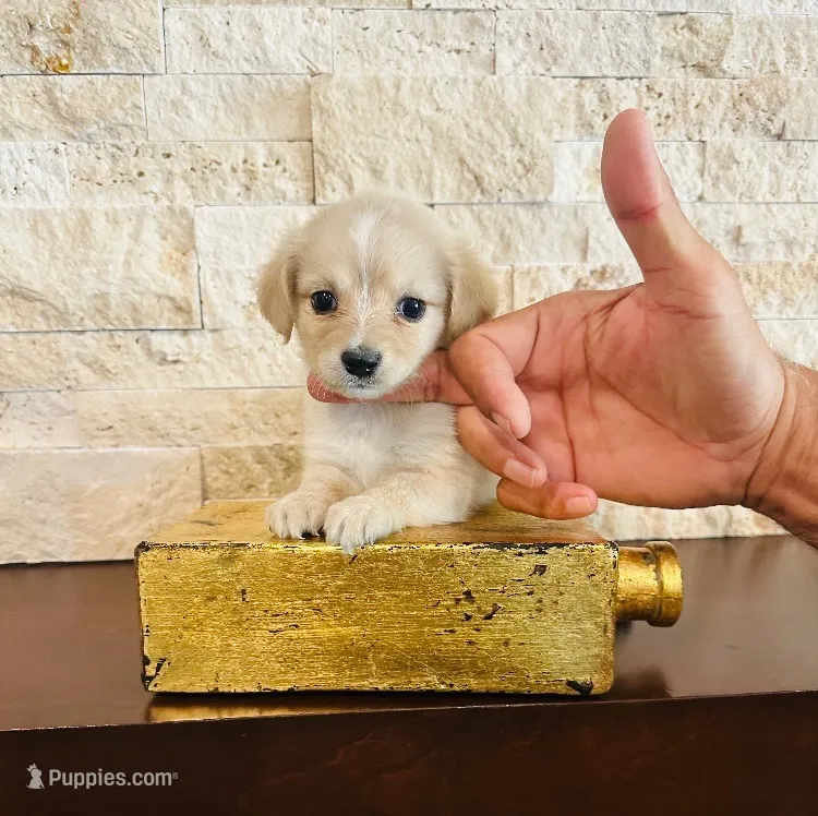 GIGI – Maltipoo, Poodle - Toy  puppy for sale in San Diego, CA