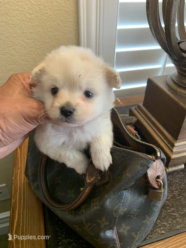 FLUFFY – Maltipoo, Poodle - Toy  puppy on hold in San Diego Country Estates, CA