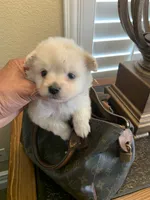 FLUFFY, a male Maltipoo and Poodle - Toy  for sale in San Diego Country Estates, CA – 1 of 1