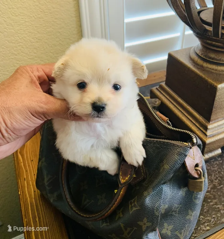 PRECIOUS  – Maltipoo, Poodle - Toy  puppy for sale in San Diego Country Estates, CA
