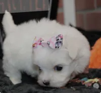 No name yet, a female Maltipoo and Poodle - Toy  for sale in San Diego Country Estates, CA – 1 of 1