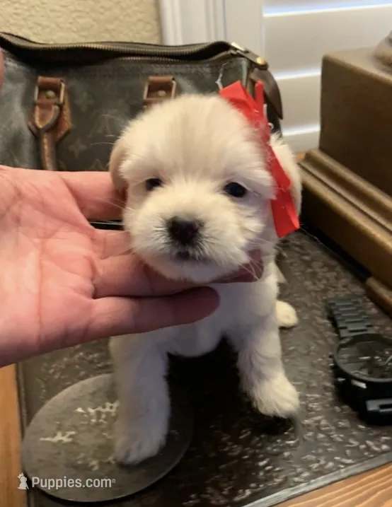 Coco – Maltipoo puppy for sale in San Diego Country Estates, CA