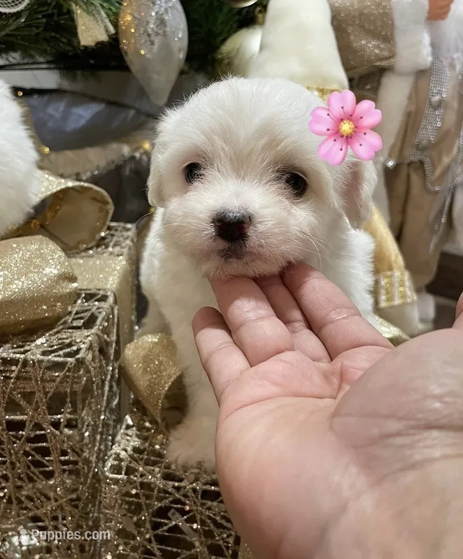 COCO – Maltipoo, Maltese puppy for sale in San Diego, CA