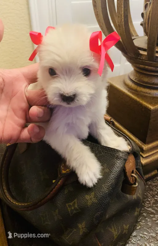 precious  – Maltipoo, Poodle - Toy  puppy for sale in San Diego, CA