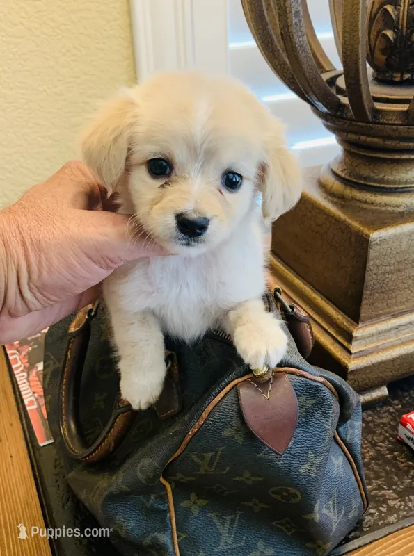 GIGI – Maltipoo, Poodle - Toy  puppy for sale in San Diego, CA